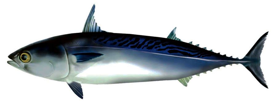 Auxis thazard thazard_03.jpg